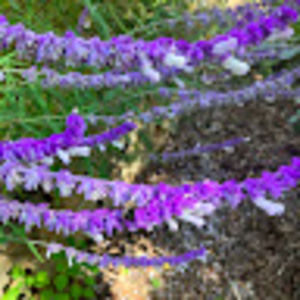 Meet your Posher, Simone